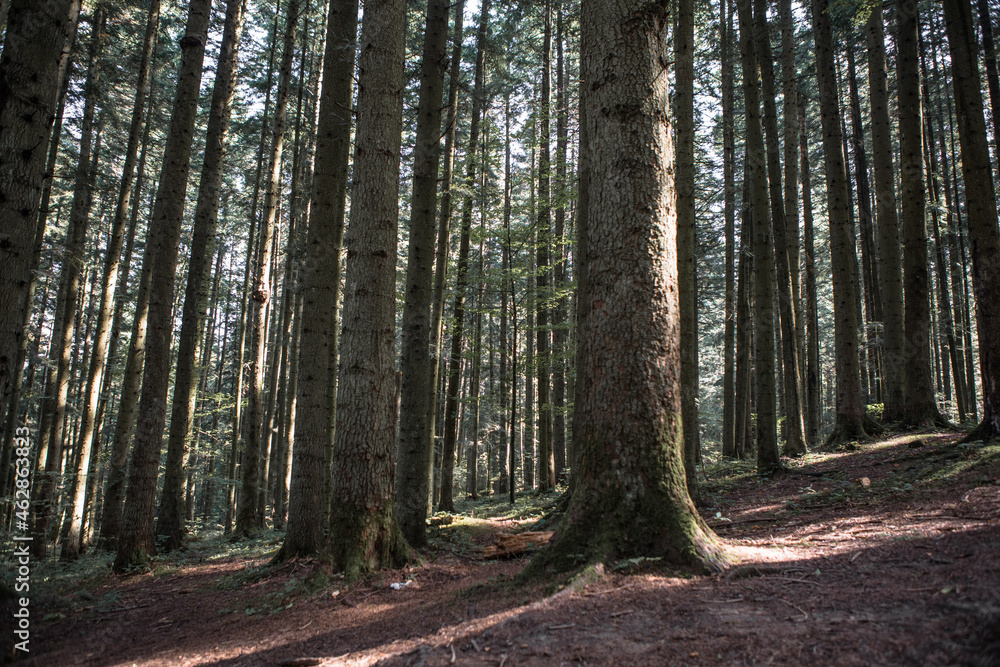 Forest landscape, trees and narrow path lit by soft sunrise light. Nature background landscape Forest landscape, trees and narrow path lit by soft sunrise light. Nature background landscape