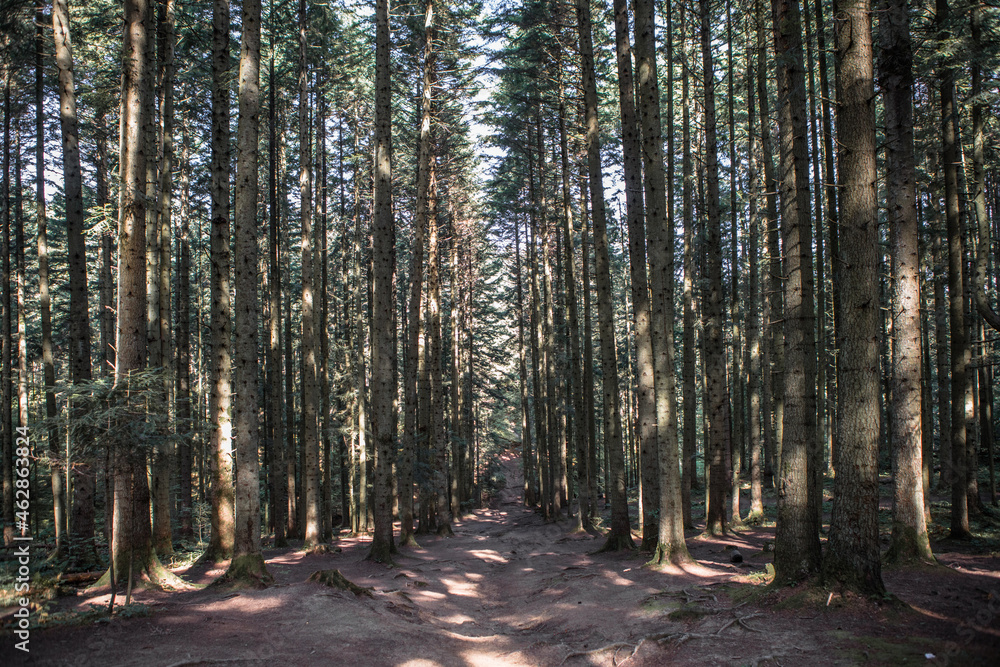 Forest landscape, trees and narrow path lit by soft sunrise light. Nature background landscape Forest landscape, trees and narrow path lit by soft sunrise light. Nature background landscape