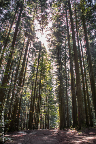 Fototapeta Naklejka Na Ścianę i Meble -  Forest landscape, trees and narrow path lit by soft sunrise light. Nature background landscape