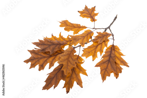oak autumn leaves isolated