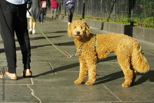 Photography dog. dog on a leash in New York, USA.