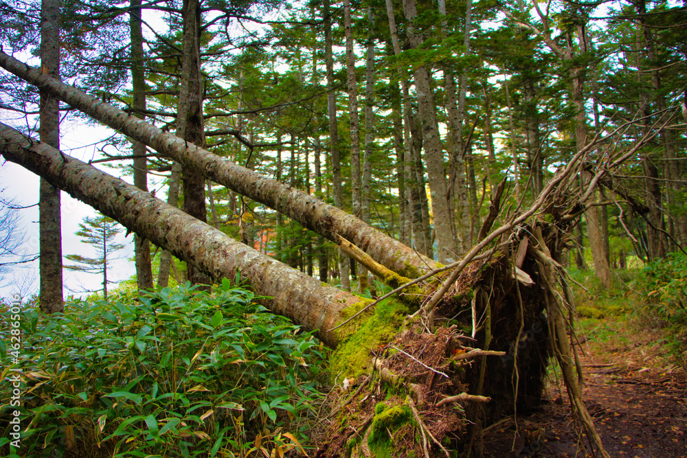 Japan Nagano Yatsugatake forest and moss and birch fallout wood