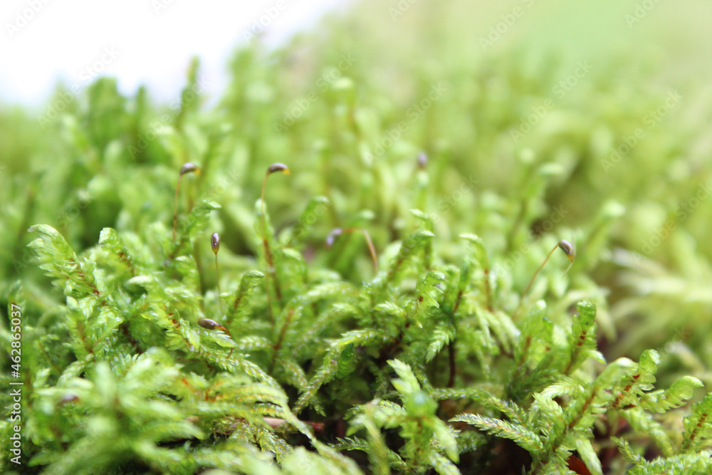 Green moss grown up cover the rough stones in the forrest. Show with macro view. Rocks full of the moss. selective focus Green moss grown up cover the rough stones in the forrest. Show with macro view. Rocks full of the moss. selective focus