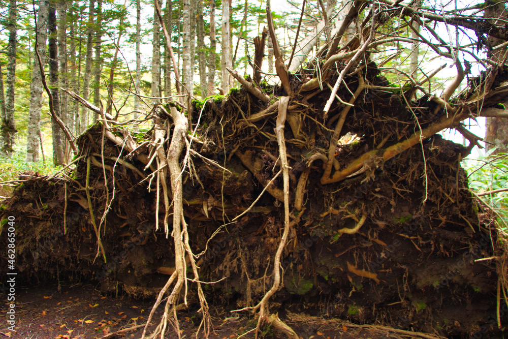 Japan Nagano Yatsugatake forest and moss and birch fallout wood Japan Nagano Yatsugatake forest and moss and birch fallout wood