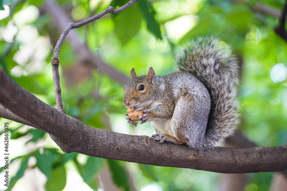 squirrel. squirrel in the tree while eating a nut. squirrel. squirrel in the tree while eating a nut.