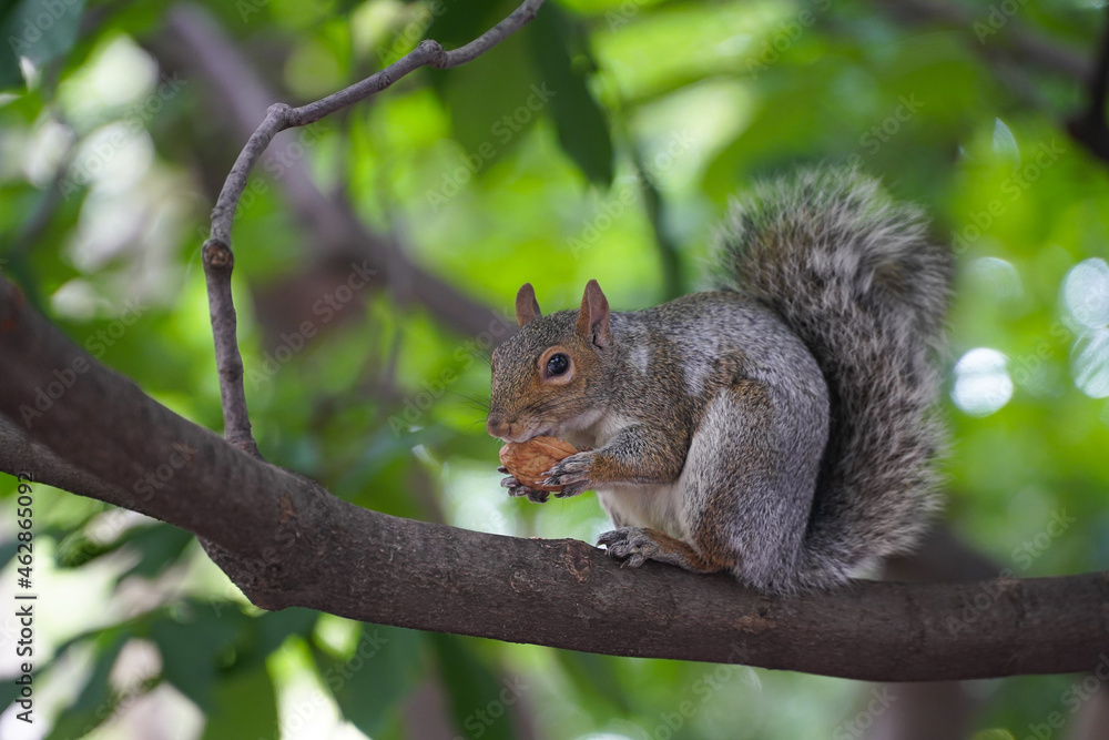 squirrel. squirrel in the tree while eating a nut. squirrel. squirrel in the tree while eating a nut.