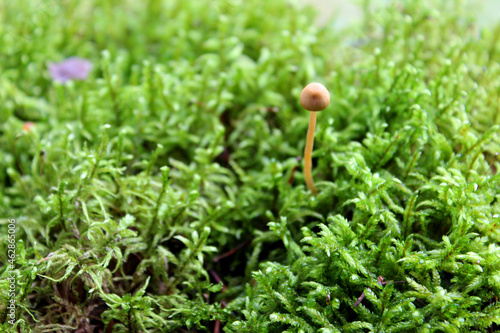 mushrooms in the forest against a background of moss. Beautiful forest view. Selective focus