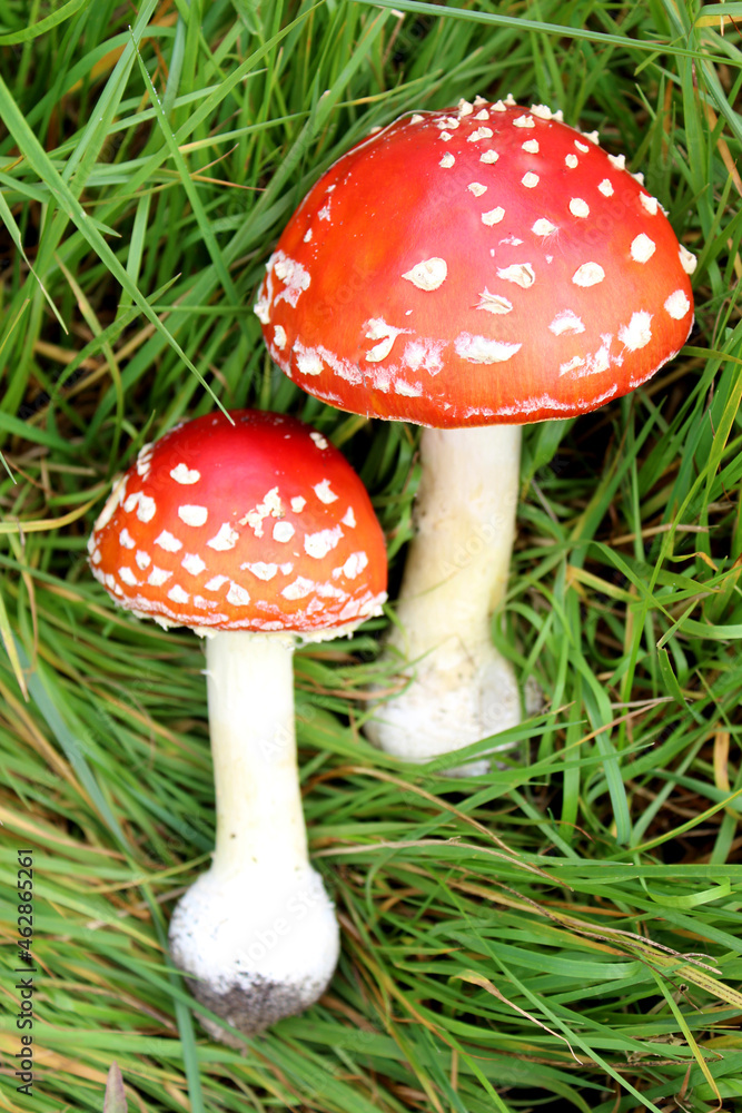 Close-up of poisonous young Fly agaric mushroom in the sunny autumn forest. selective focus Close-up of poisonous young Fly agaric mushroom in the sunny autumn forest. selective focus
