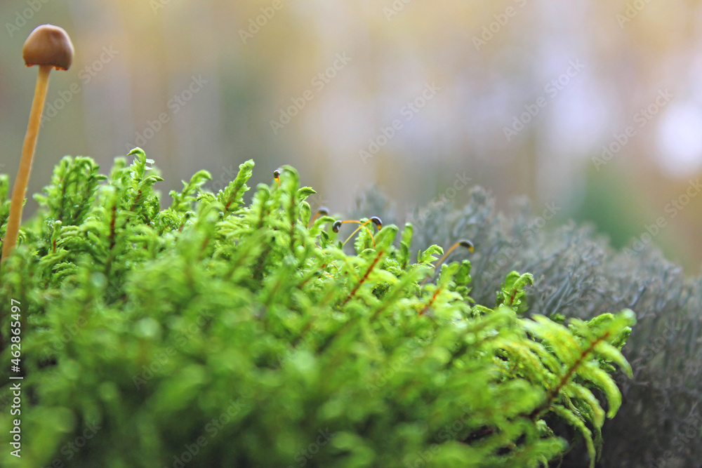 mushrooms in the forest against a background of moss. Beautiful forest view. Selective focus mushrooms in the forest against a background of moss. Beautiful forest view. Selective focus