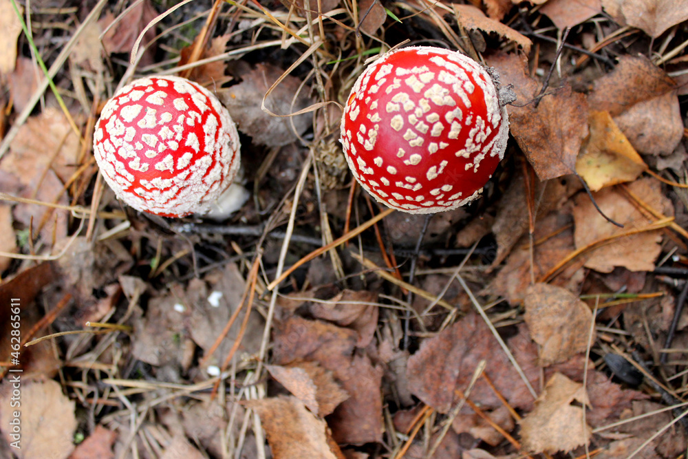 red fly agaric toadstool and green moss. Face forward. Fall or fall. Close up. Horizontally. Place for a copy. Selective focus red fly agaric toadstool and green moss. Face forward. Fall or fall. Close up. Horizontally. Place for a copy. Selective focus