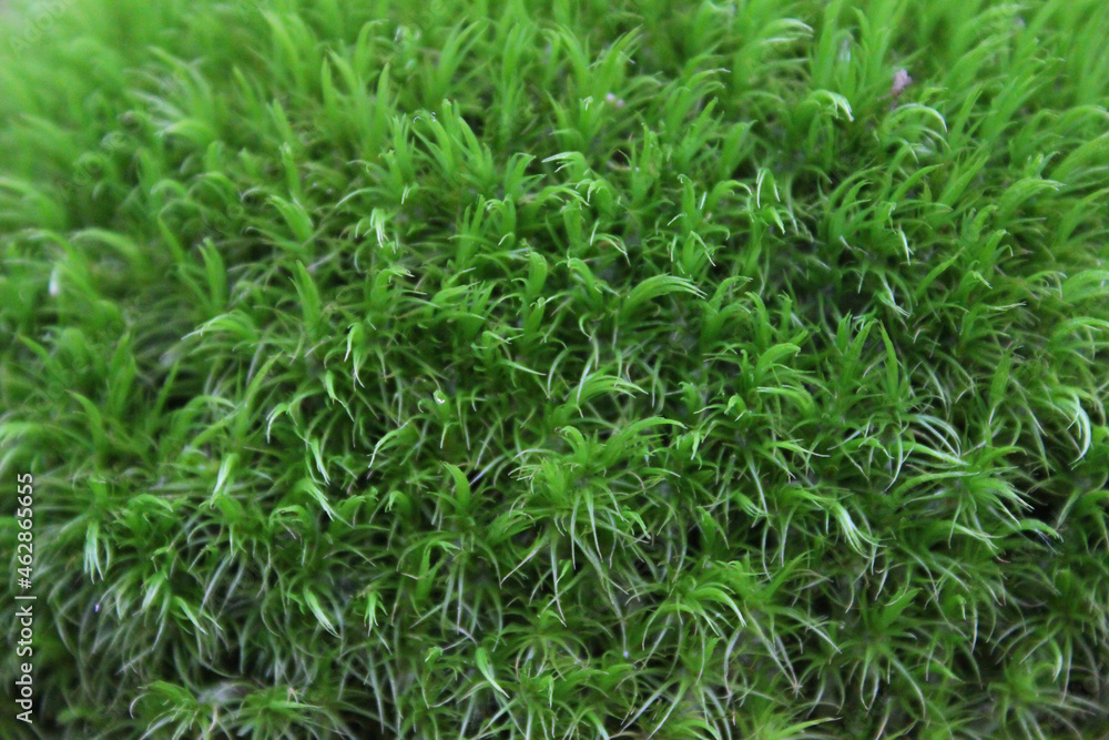 Beautiful green moss on the floor, moss closeup, macro. Beautiful background of moss for wallpaper. selective focus Beautiful green moss on the floor, moss closeup, macro. Beautiful background of moss for wallpaper. selective focus