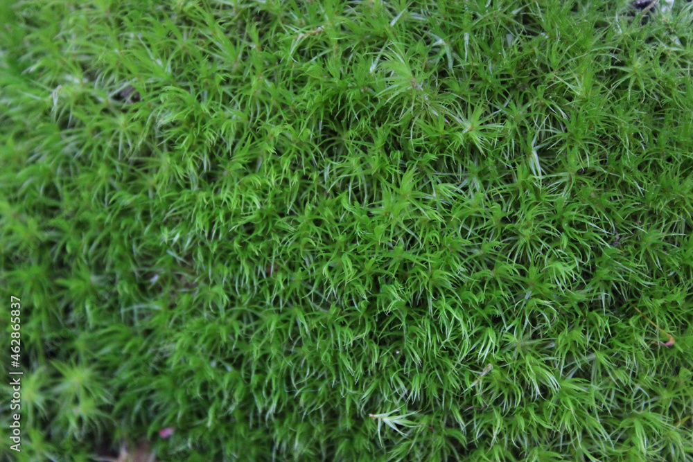 Green moss grown up cover the rough stones in the forrest. Show with macro view. Rocks full of the moss. Green moss grown up cover the rough stones in the forrest. Show with macro view. Rocks full of the moss.