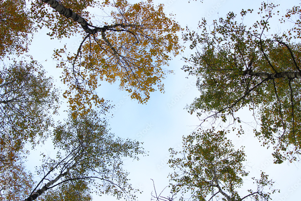 background of autumn leaves. Autumn background. selective focus background of autumn leaves. Autumn background. selective focus