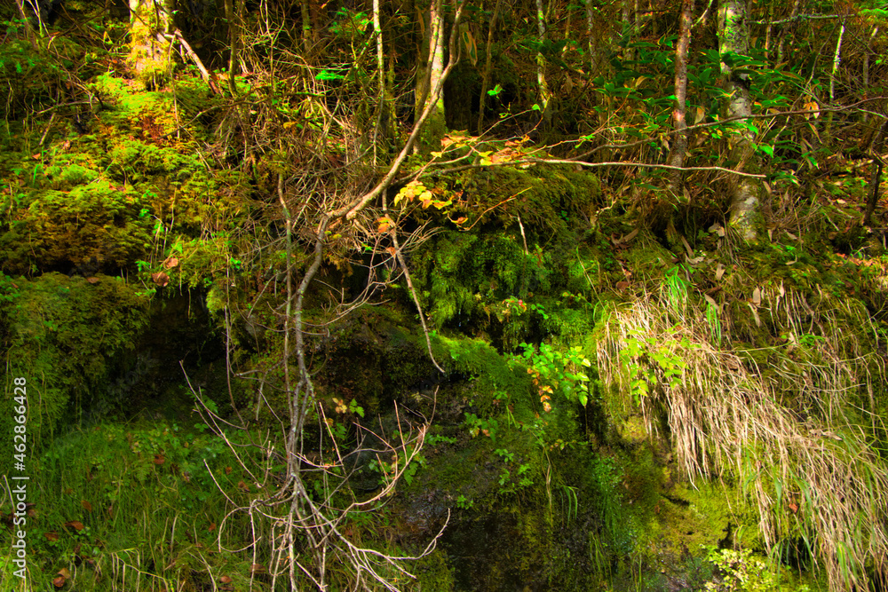 Japan Nagano Yatsugatake forest and moss Japan Nagano Yatsugatake forest and moss