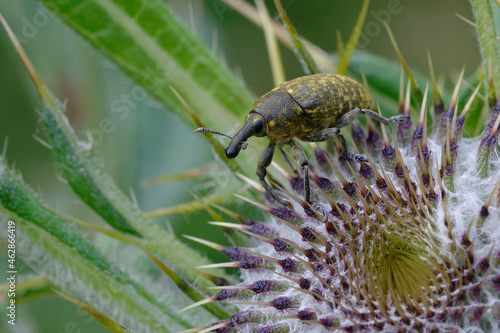 True weevil (Larinus sp.) on a flower photo