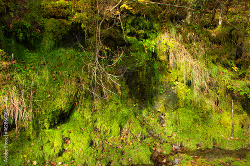 Japan Nagano Yatsugatake forest and moss