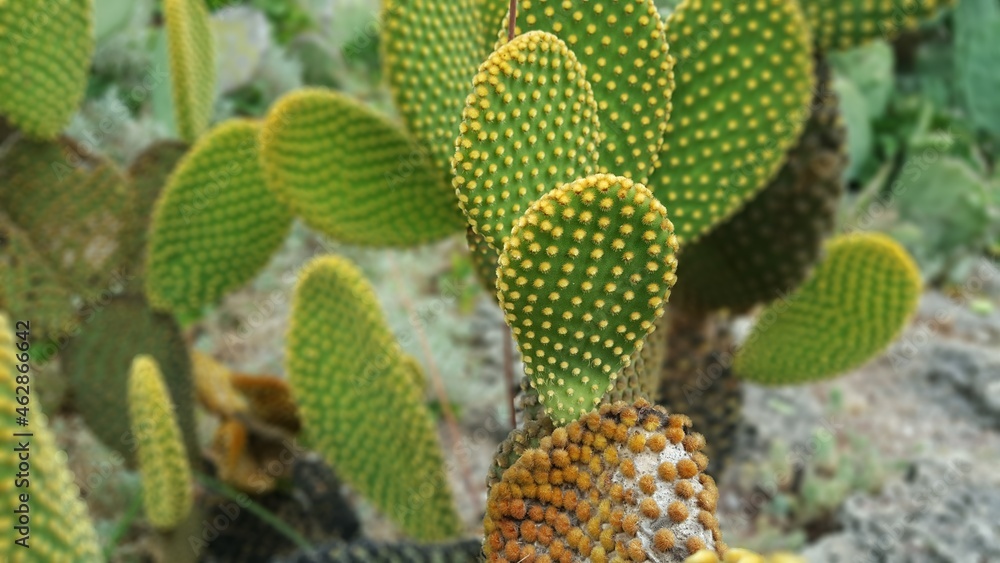 Cactus is a drought tolerant plant Cactus is a drought tolerant plant
