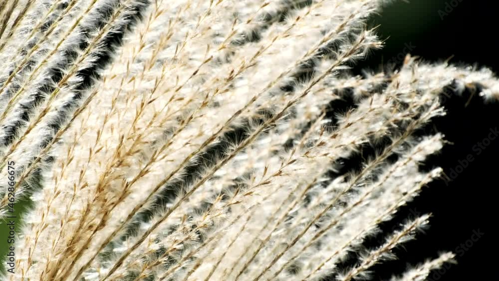 Blowing Miscanthus Sinensis or Pampas Grass in The Black, Autumn or Fall Image, Nobody Blowing Miscanthus Sinensis or Pampas Grass in The Black, Autumn or Fall Image, Nobody