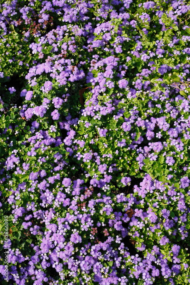 Lila Blumen,  close-up, Hintergrundbild