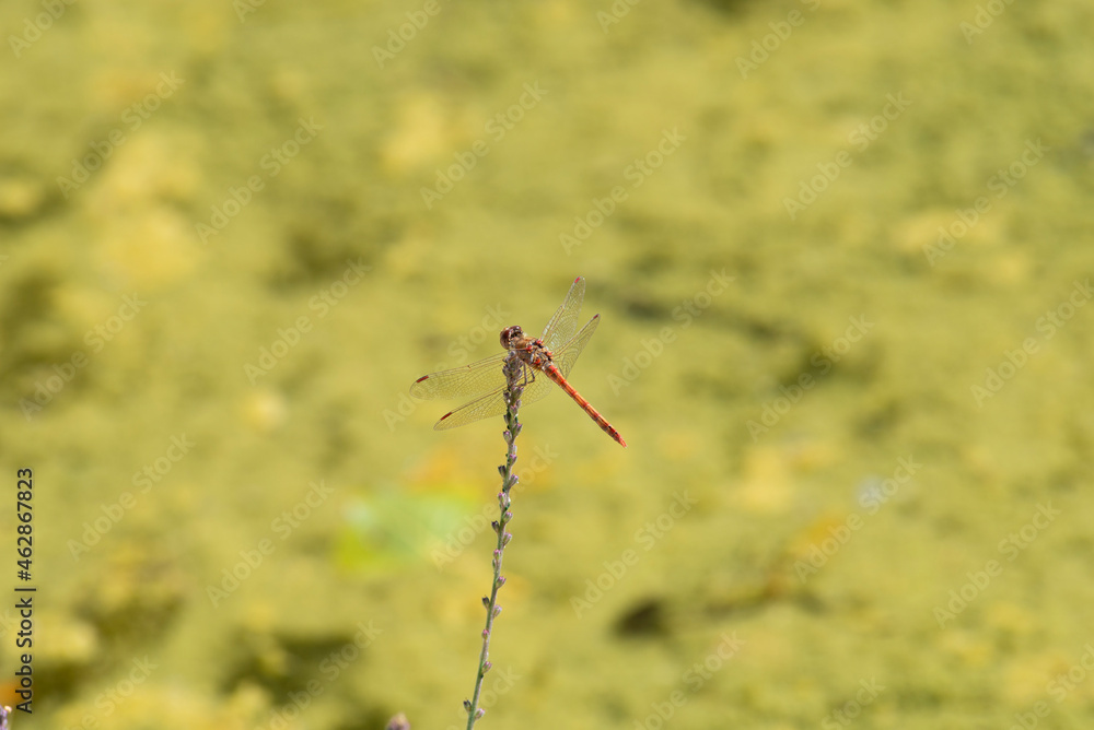 An adult male common darter sits perched on some herbal flower. Taken in Burgos, Spain, in October 2021 An adult male common darter sits perched on some herbal flower. Taken in Burgos, Spain, in October 2021