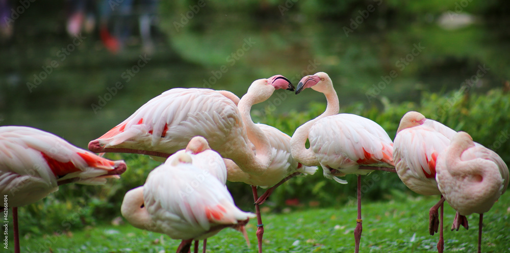Fototapeta premium two flamingos in action