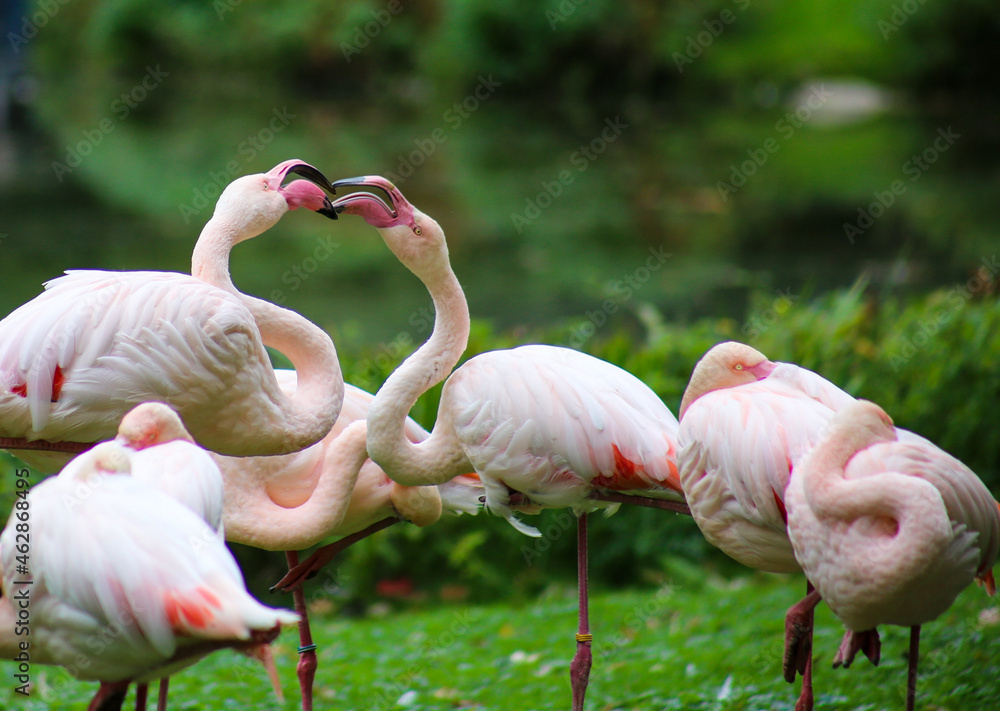 Naklejka premium two flamingos in action