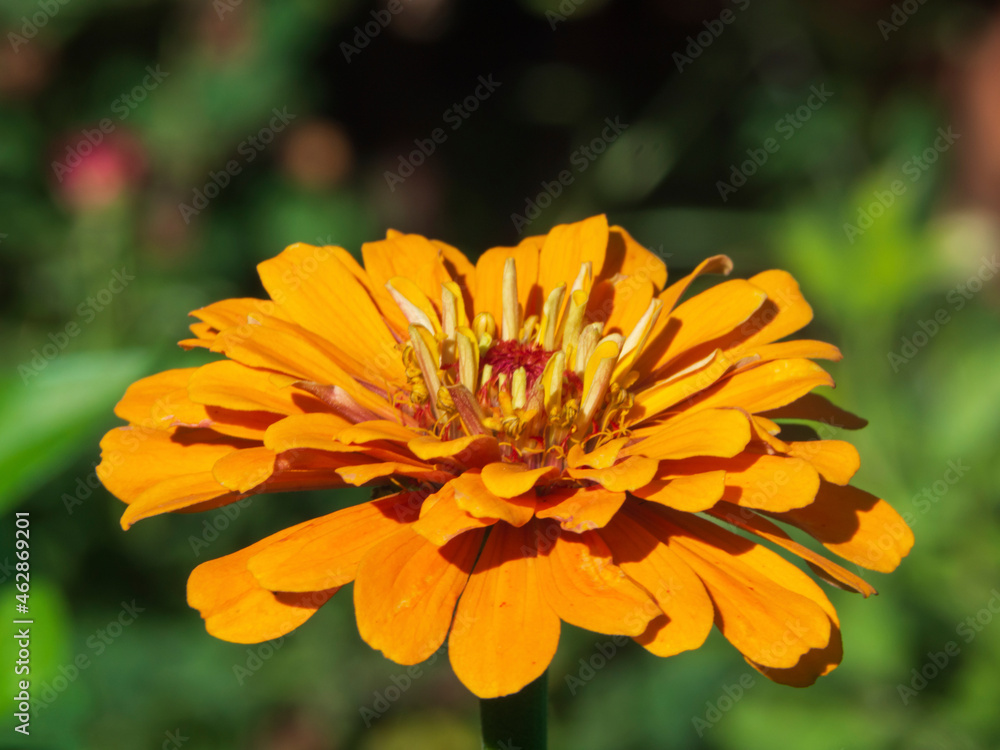 Beautiful zinnia flower on a background of green leaves. Close-up view of a yellow zinnia flower in a summer garden