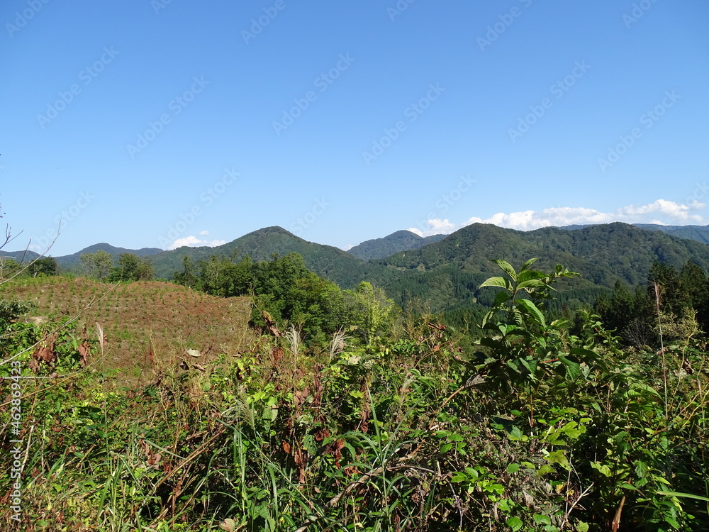 造林地 造林地