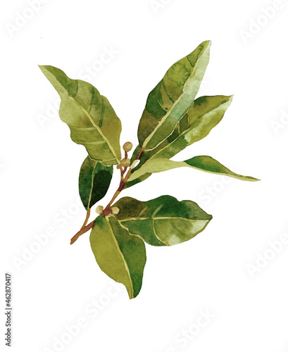 Bay leaf branch dry watercolor isolated on white background illustration for all prints.