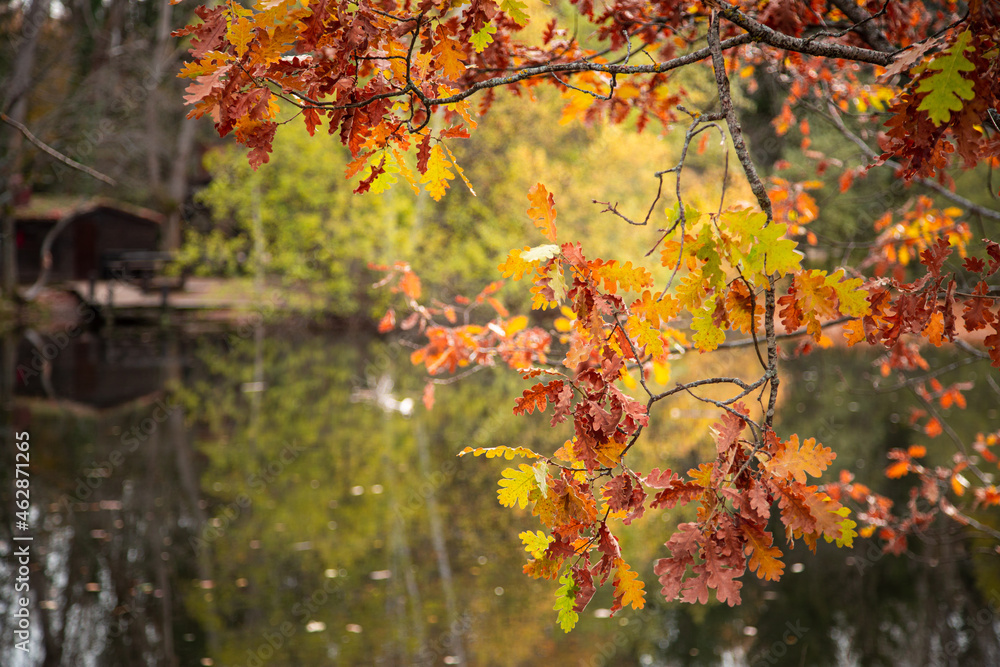 Real Autumn landscape - tree branches with sunlight on sunny meadow. High quality photo Real Autumn landscape - tree branches with sunlight on sunny meadow. High quality photo