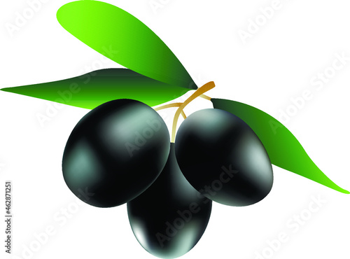 three black ripe olives on the branch