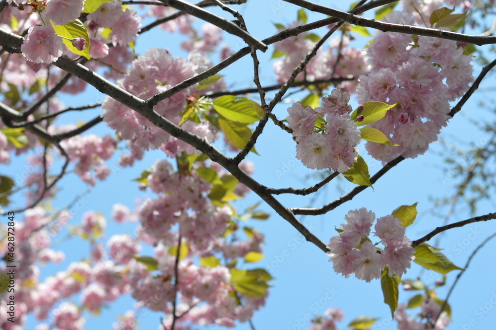 tree blossom