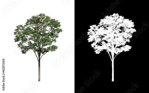 Tree that are isolated on a white background are suitable for both printing and web pages