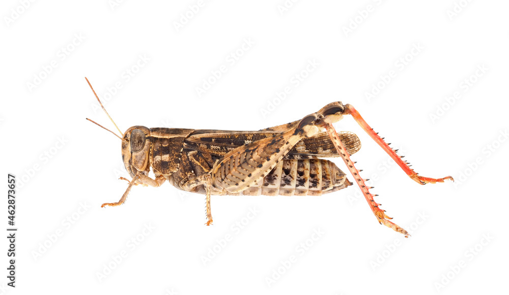 Short-horned grasshopper or Italian locust isolated on white background, Calliptamus italicus Short-horned grasshopper or Italian locust isolated on white background, Calliptamus italicus