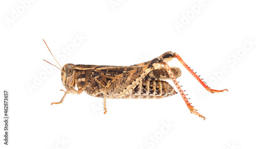 Short-horned grasshopper or Italian locust isolated on white background, Calliptamus italicus © Danut Vieru