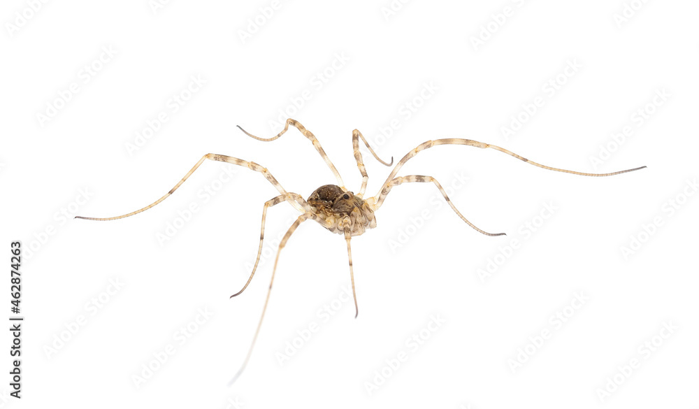 Opiliones known as Harvestmen, harvesters or daddy longlegs isolated on white background, Dasylobus sp. Opiliones known as Harvestmen, harvesters or daddy longlegs isolated on white background, Dasylobus sp.