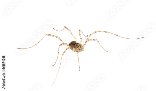 Opiliones known as Harvestmen, harvesters or daddy longlegs isolated on white background, Dasylobus sp.