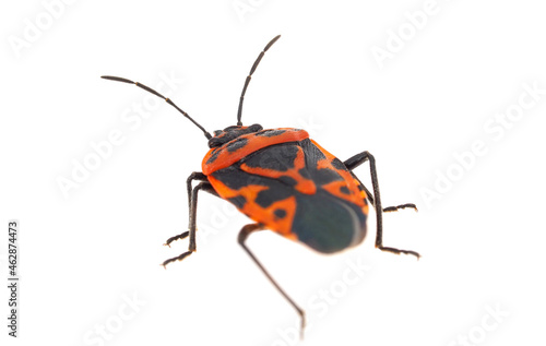 Cabbage bug isolated on white background, Eurydema ventralis