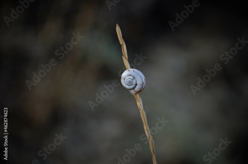 one light shell on a blade of grass in a dark background, nature
