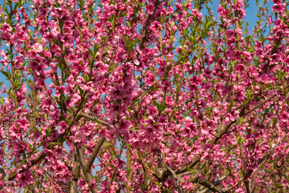 Flowering peach tree in the orchard - background