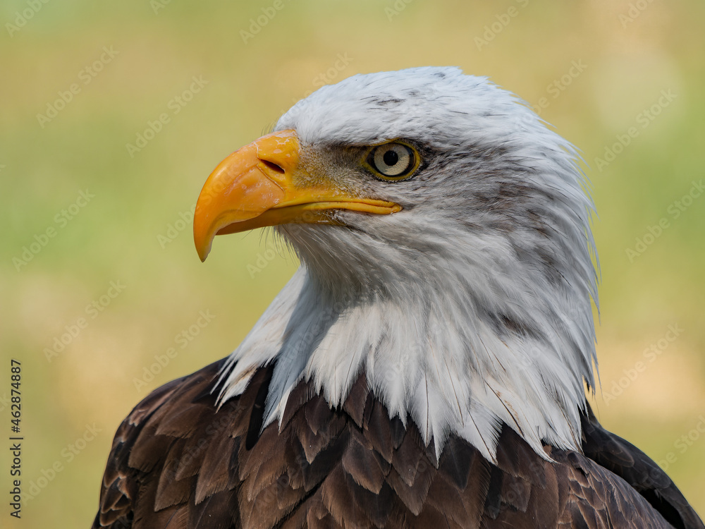 Obraz premium Bald eagle - closeup head detail