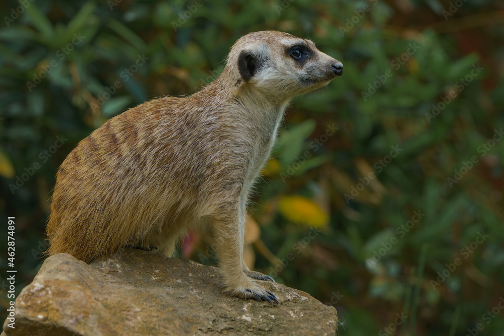 Fototapeta premium Watching meerkat sitting on the rock