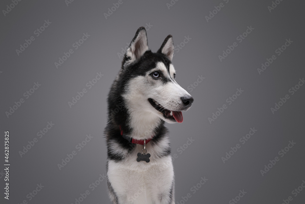 Purebred siberian husky dog posing against gray background
