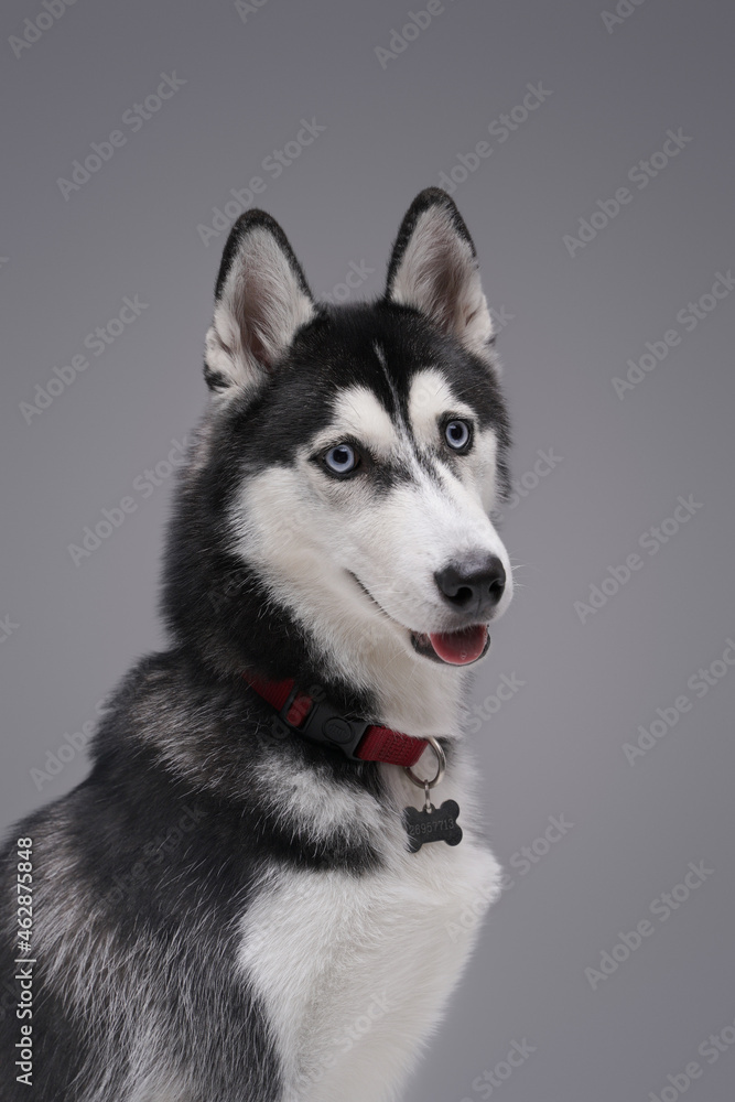 Obraz premium Pedigreed black and white husky dog against gray background