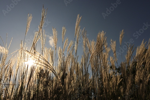 autumn silver grass in the wind