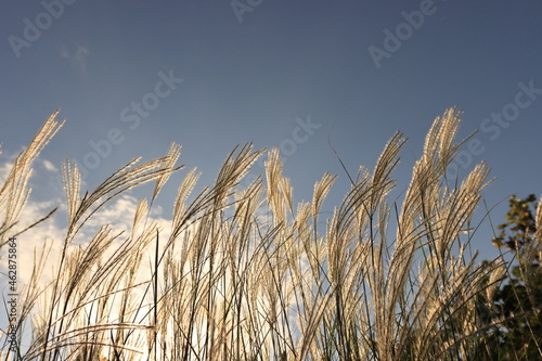 Fototapeta Naklejka Na Ścianę i Meble -  autumn silver grass in the wind