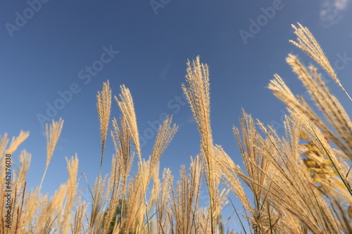 autumn silver grass in the wind