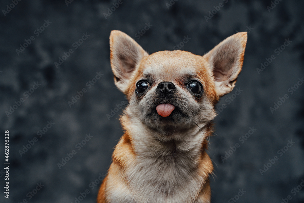 Headshot of tiny chihuahua doggy against dark background