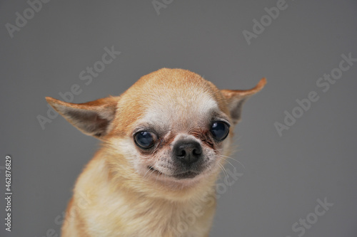 Fototapeta Naklejka Na Ścianę i Meble -  Amusing petite dog chihuahua breed against gray background
