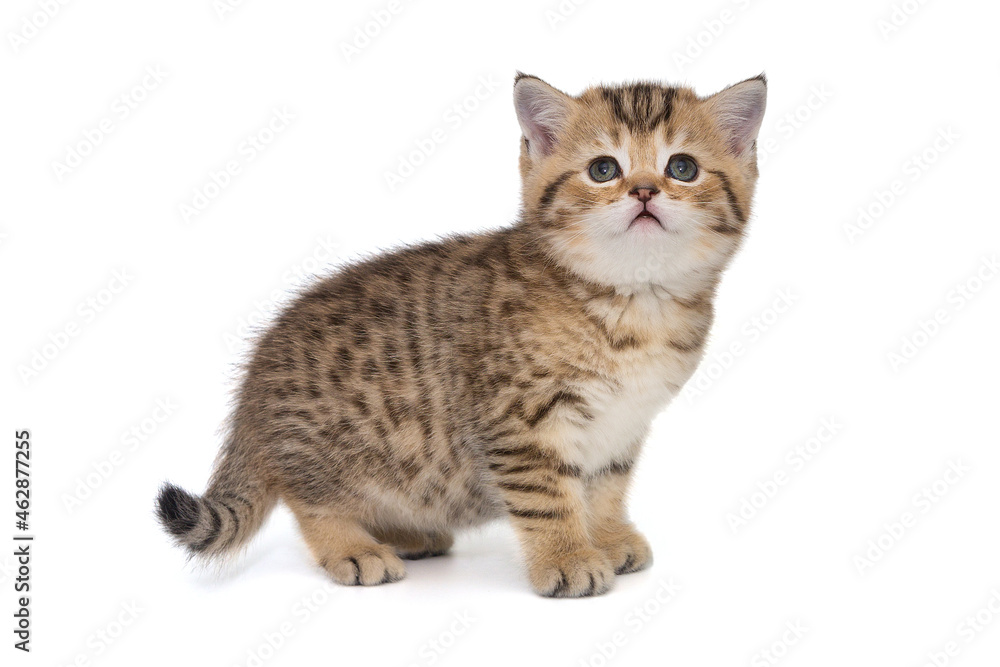 Portrait of a red Scottish kitten, side view Portrait of a red Scottish kitten, side view
